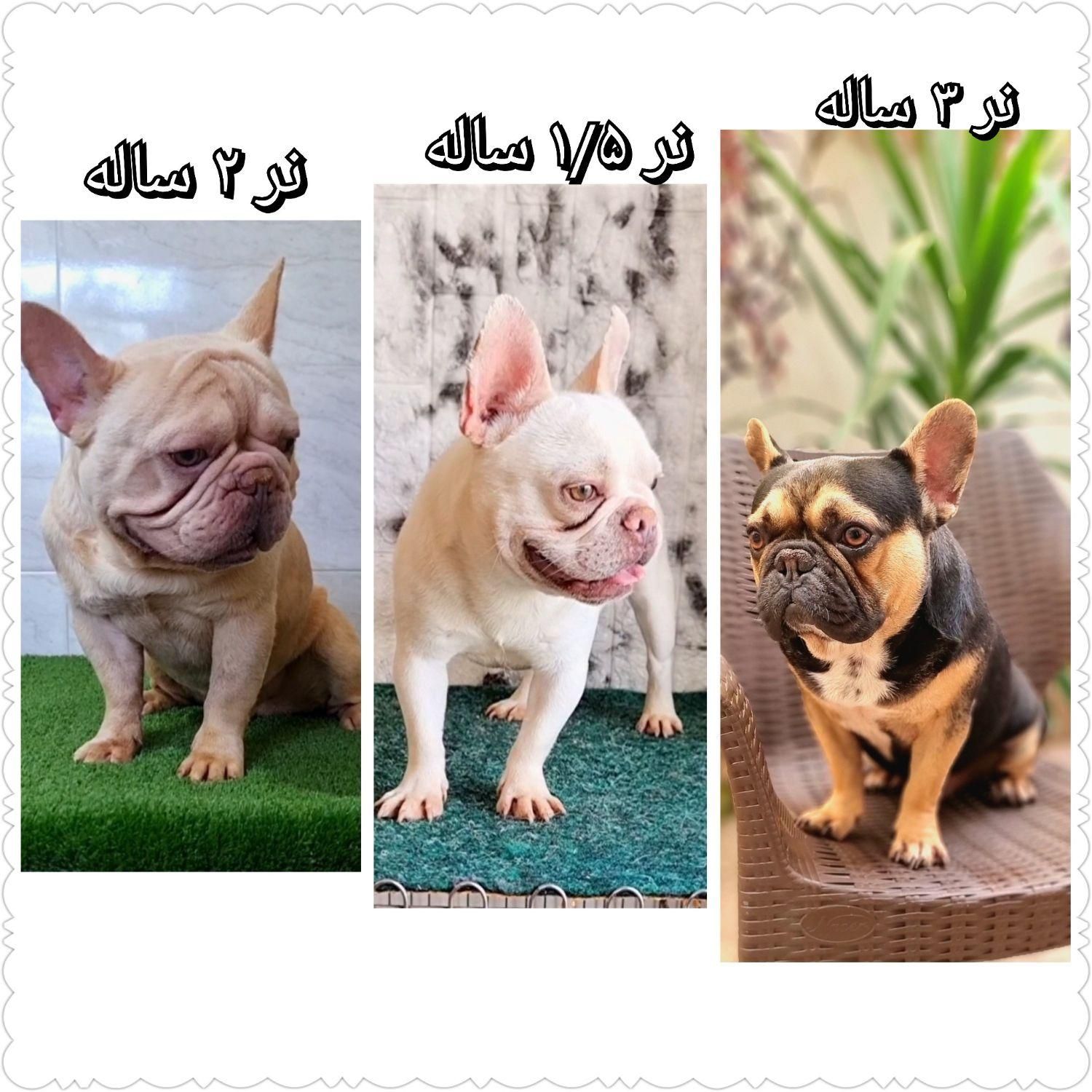 فرنچ بولداگ رنگ خاص|سگ|تهران, نارمک|دیوار