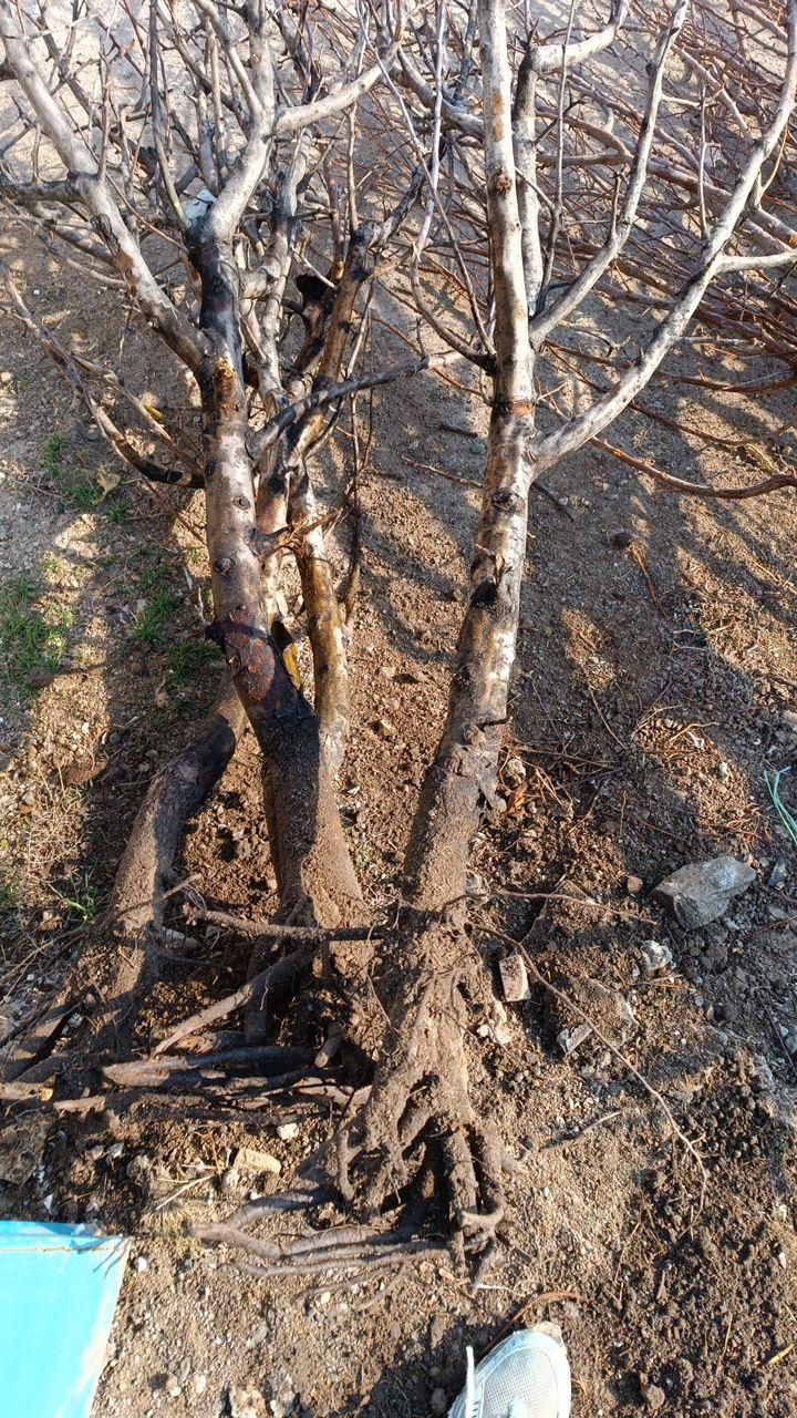 آلو پفکی و نهال صنوبر نگرا|خدمات باغبانی و درختکاری|اردبیل, |دیوار