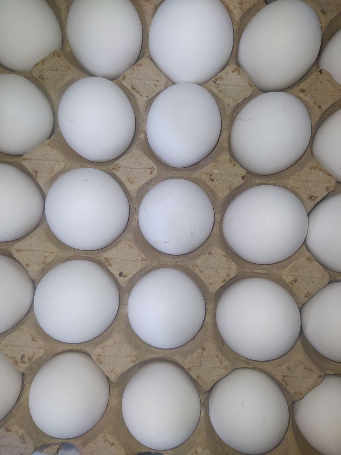 پخش تخم مرغ آرمان|خوردنی و آشامیدنی|مشهد, سرافرازان|دیوار