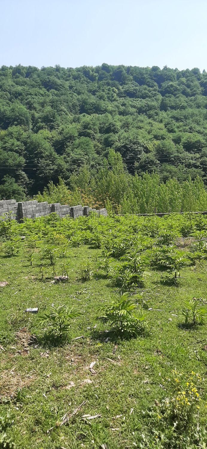 فروش ویژه ی زمین سنددار در سوادکوه|فروش زمین و ملک کلنگی|زیرآب, |دیوار