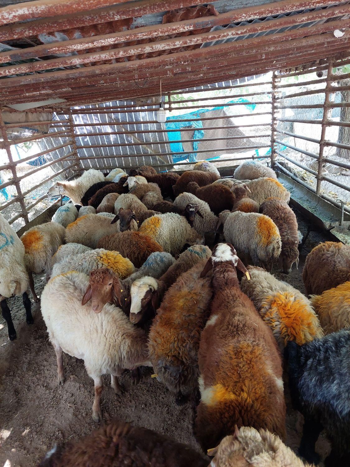 گوسفند زنده بره طلایی|حیوانات مزرعه|ملارد, |دیوار