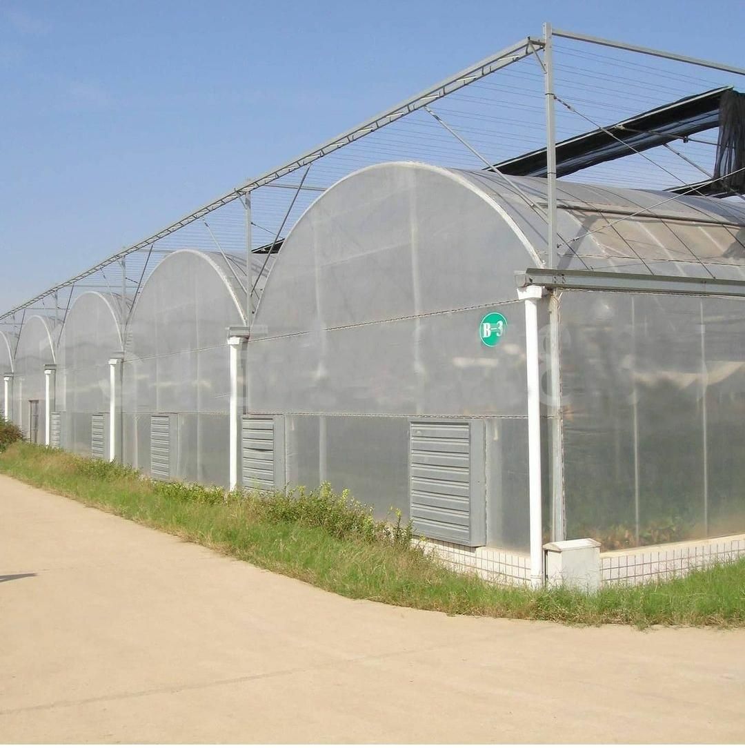 گلخانه|گل و گیاه طبیعی|شهرضا, |دیوار