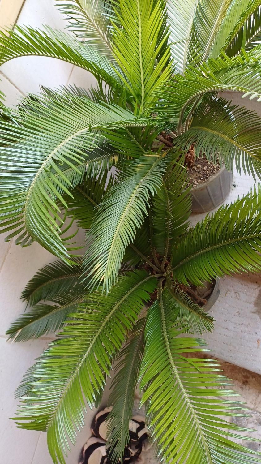 حراج سیکاس|گل و گیاه طبیعی|اصفهان, شمس آباد|دیوار