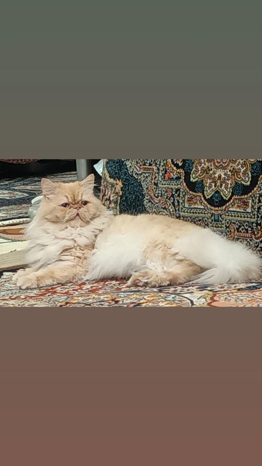 واگذاری مجانی نیست ۴میلیون|گربه|اسلام‌شهر, |دیوار