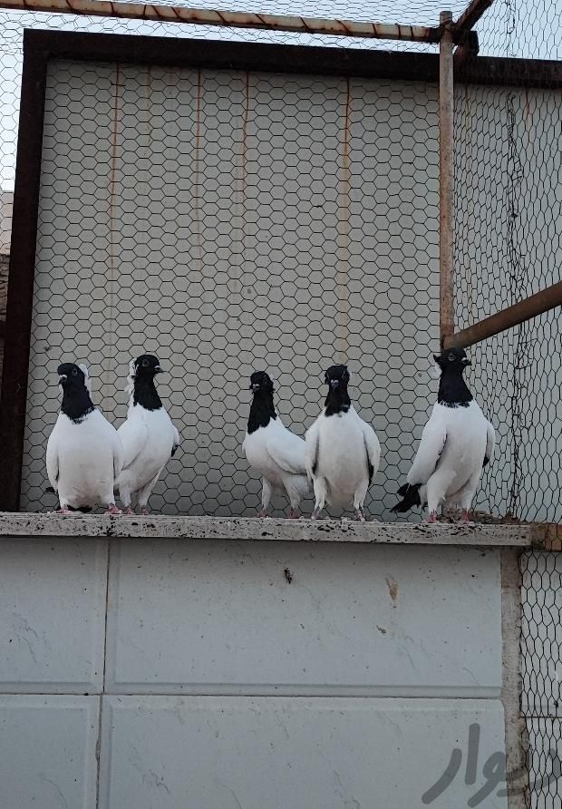 کبوتر پرستویی|پرنده|قم, انقلاب (چهارمردان)|دیوار