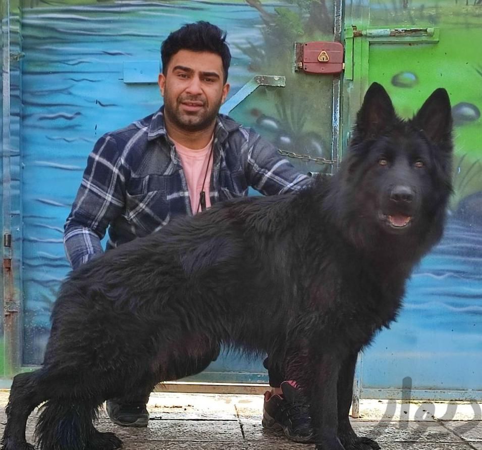 بلک ژرمن مو بلند ژرمنشپرد دو رنگ|سگ|تهران, استخر|دیوار