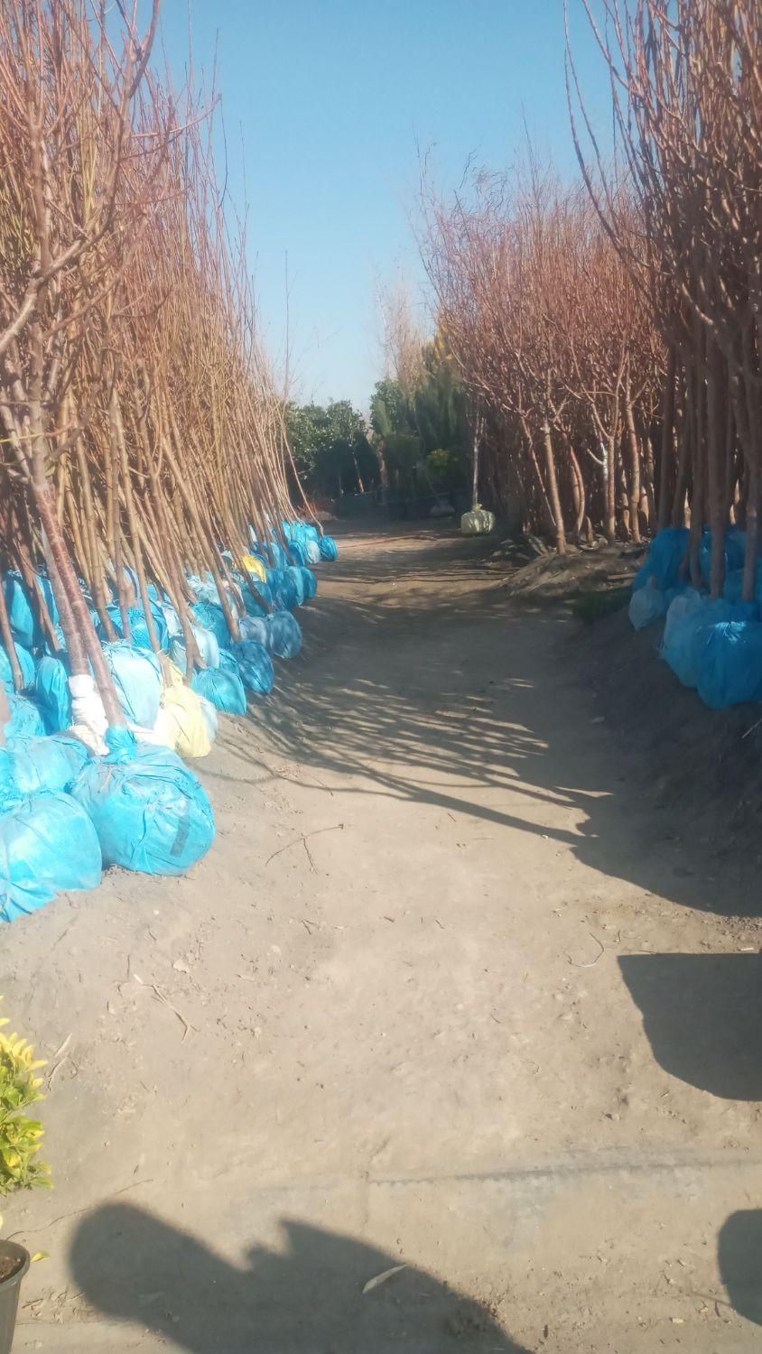 باغبانی سمپاشی تیلرزدن گلکاری کود دهی درتمام نقاط|خدمات باغبانی و درختکاری|مشهد, توس (بلوار توس)|دیوار