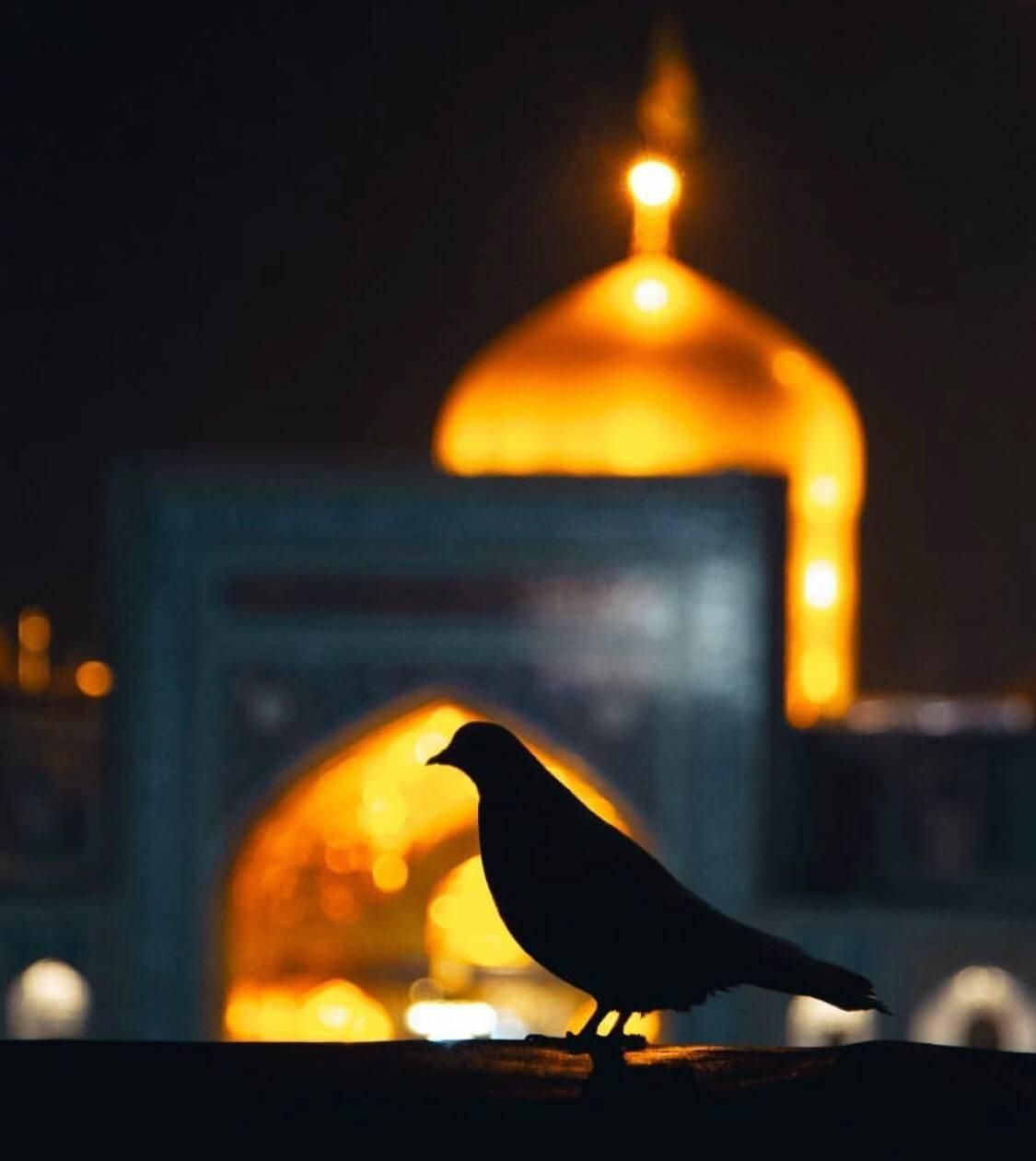 تور زیارتی مشهد مقدس ویژه تیر و مرداد ماه|تور و چارتر|تهران, جمال‌زاده|دیوار