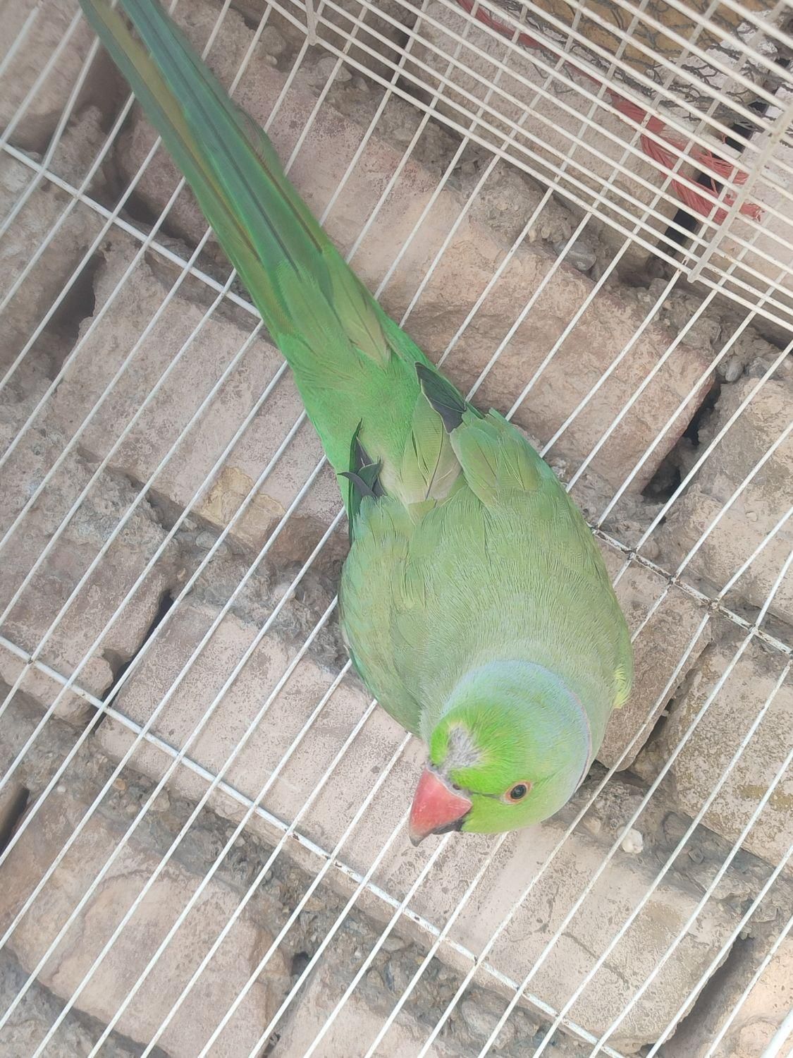 طوطی نر|پرنده|سراوان, |دیوار