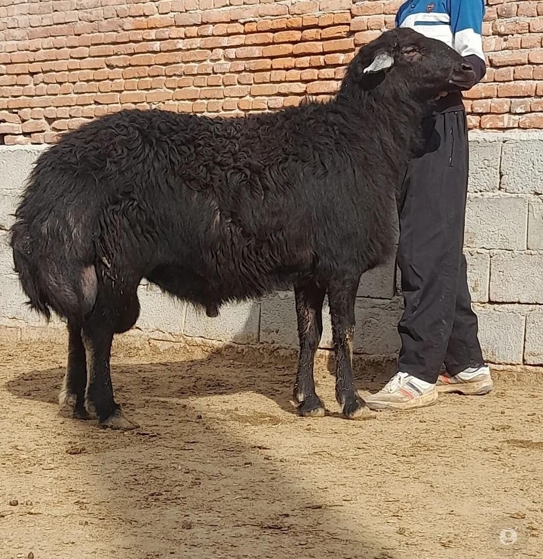 +گوسفند گوشتی شهرداری .غرب شمال.شرق تهران زنده|حیوانات مزرعه|تهران, توحید|دیوار