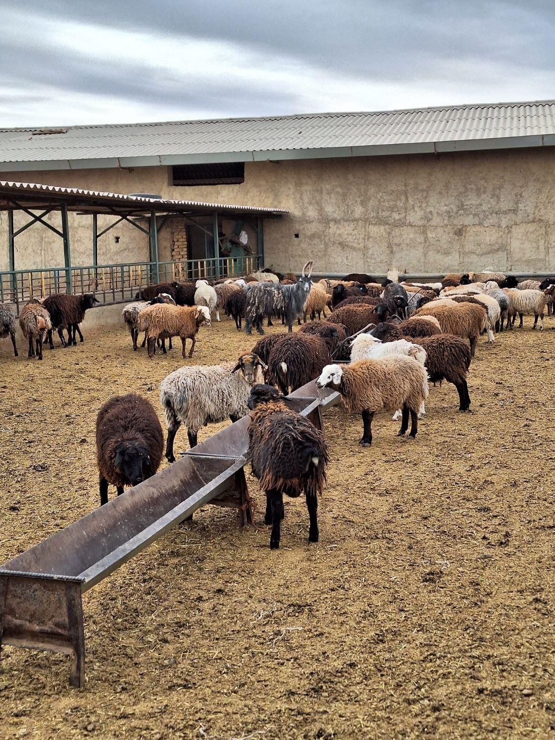 گوسفند فردیس، بنفشه ،۱۱۰،شهرک ناز،وحدت زنده|حیوانات مزرعه|کرج, شهرک بنفشه|دیوار