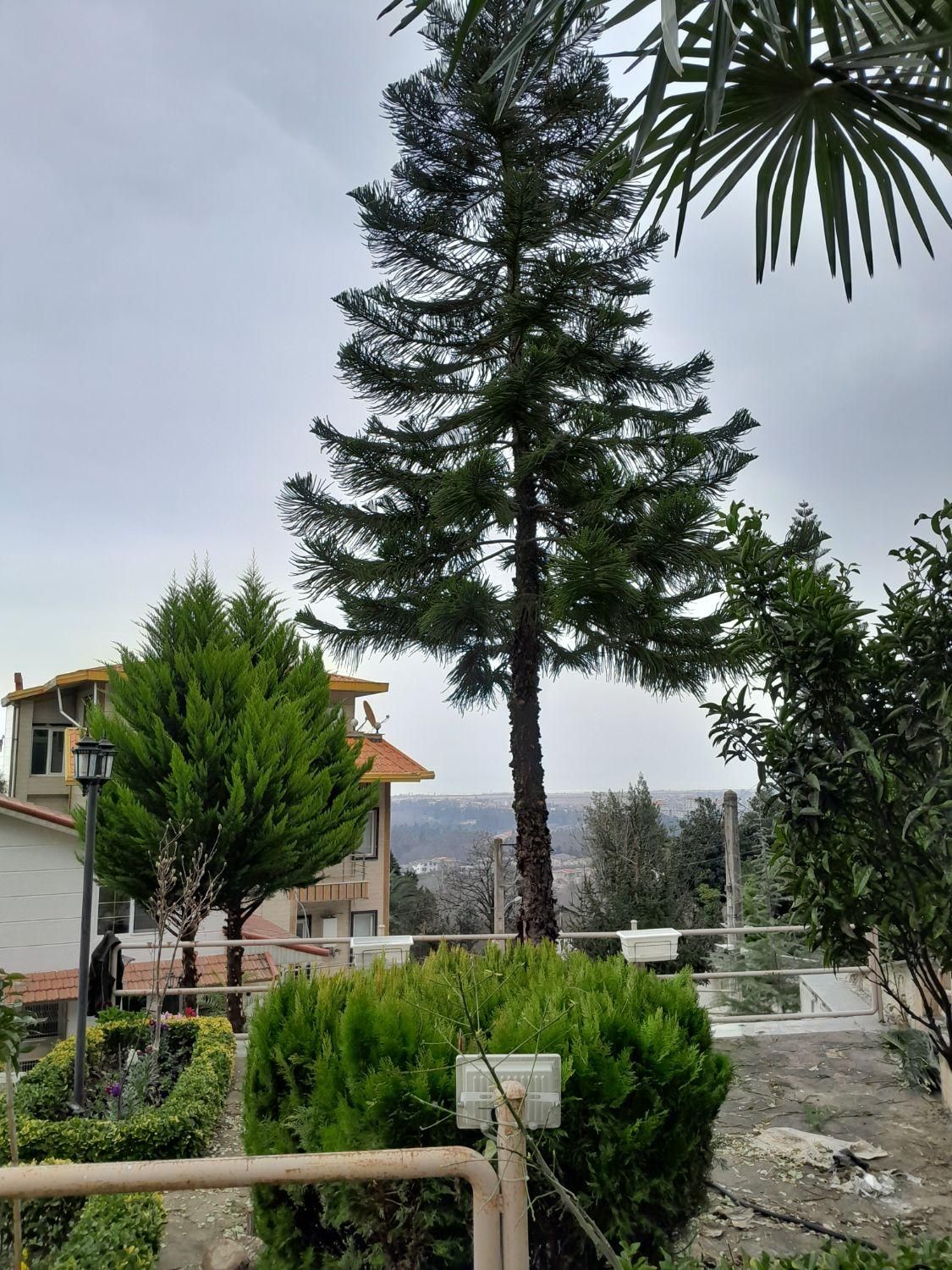 خدمات باغبانی وباغداری،گلکاری، تراش،سمپاشی|خدمات باغبانی و درختکاری|رامسر, |دیوار