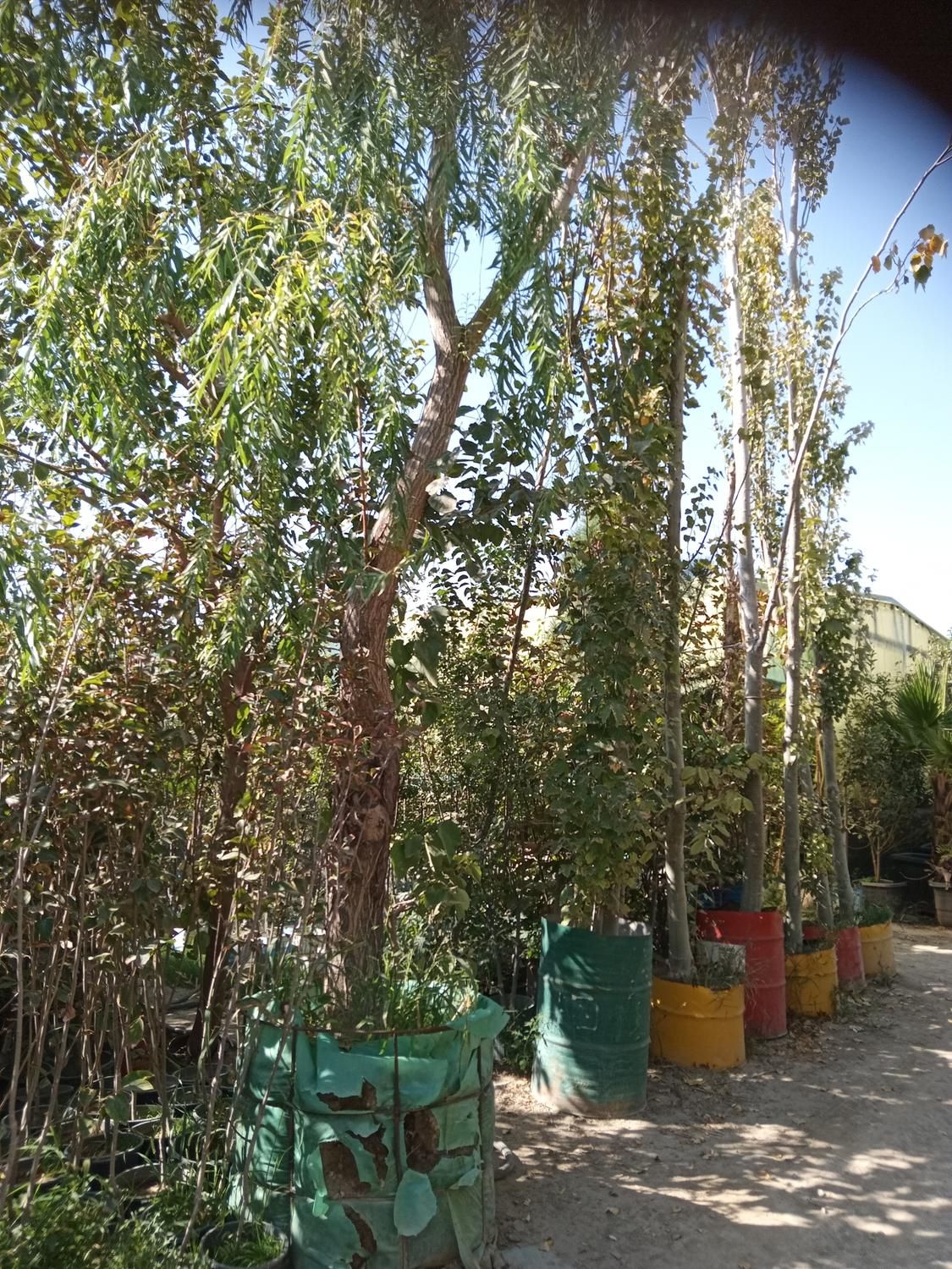 بیدمجنون بید مجنون بزرگ بلند نهال درخت گل و گیاه|خدمات باغبانی و درختکاری|تهران, باغ خزانه|دیوار