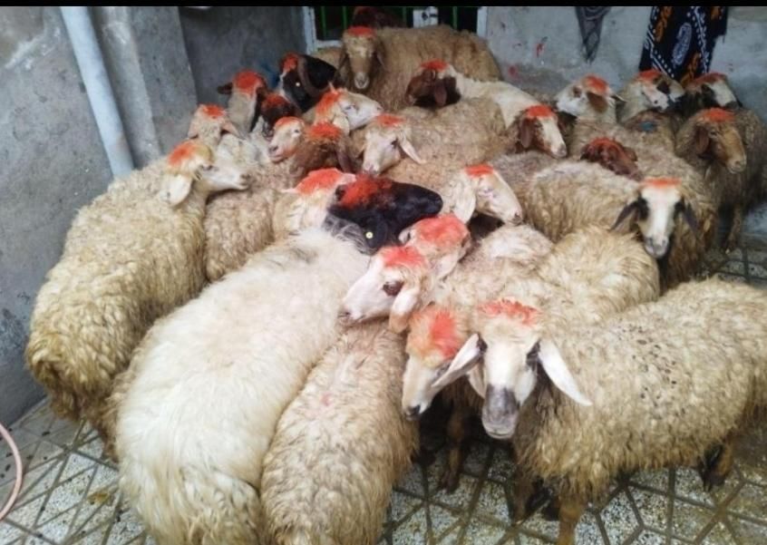 گوسفندوشیشکچاقگوشتی کشتاری|حیوانات مزرعه|بروجرد, |دیوار