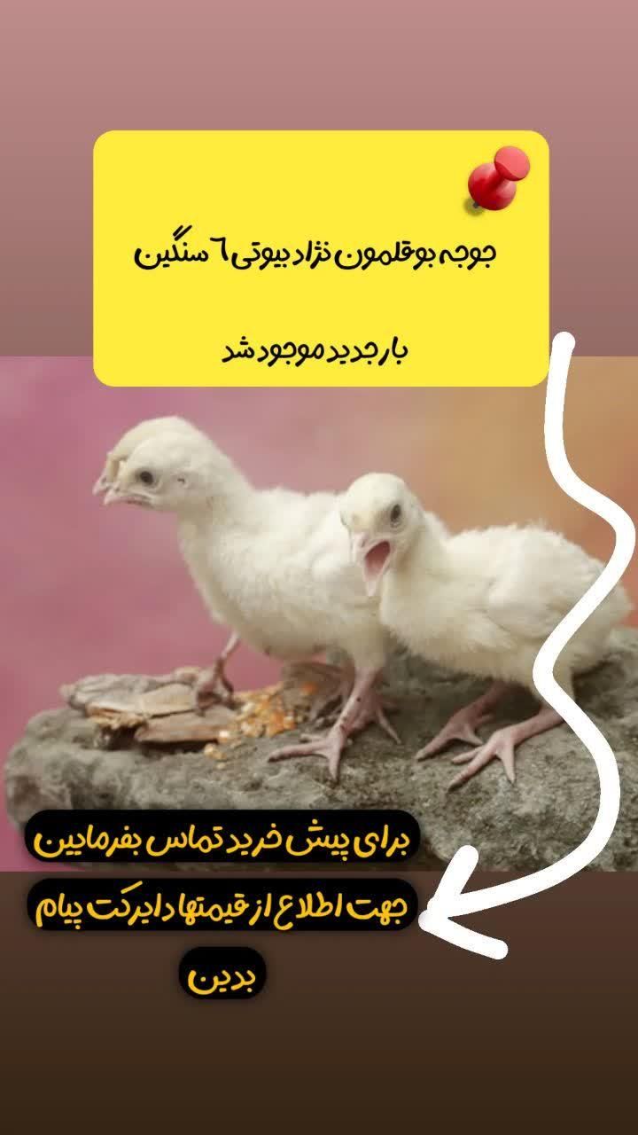 انوااع جوجه عمده قسططی شرایطی +مشاوه سالن پرورش|حیوانات مزرعه|تهران, اتابک|دیوار