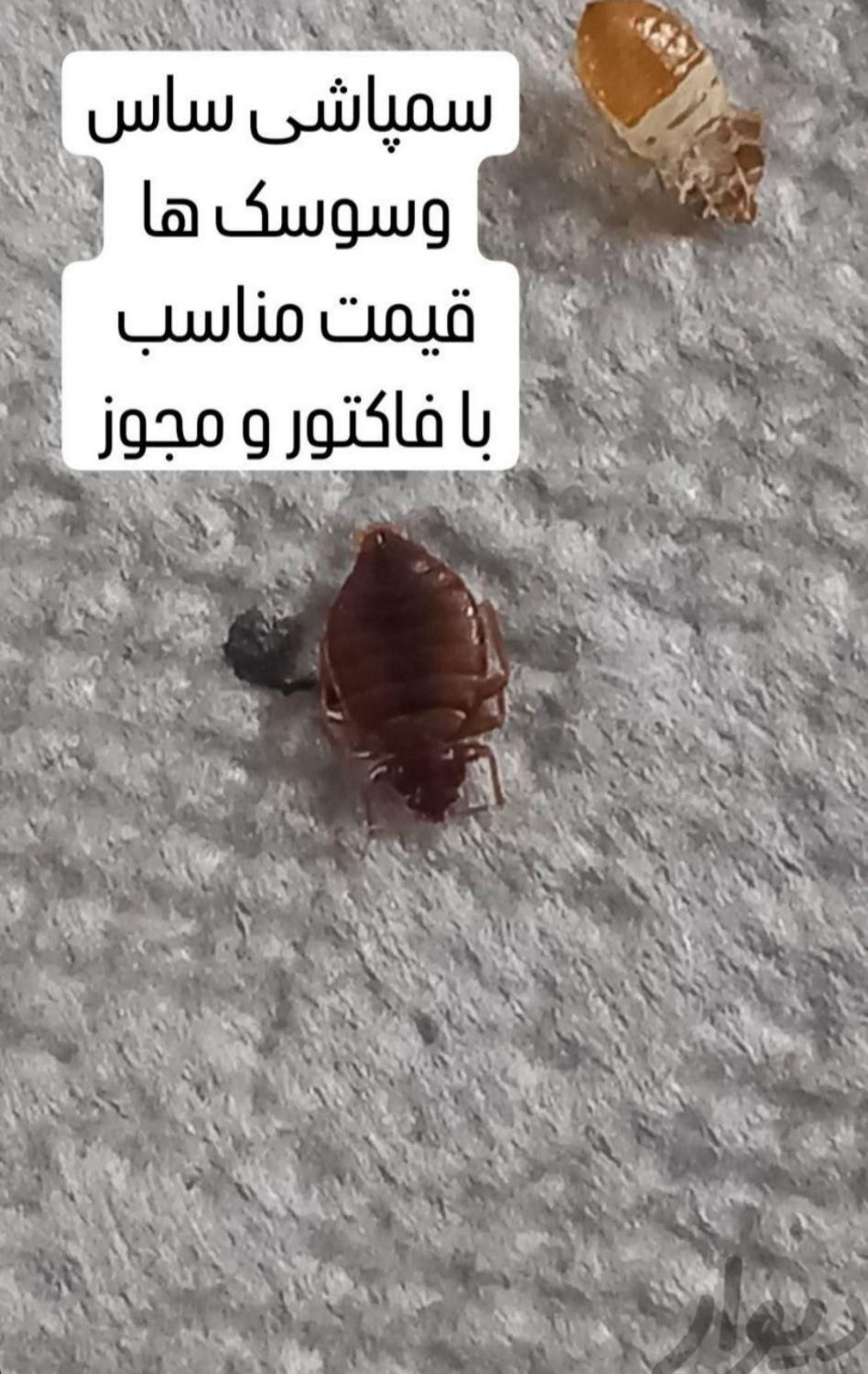 سمپاشی مطمئن وسم پاشی معتبر|خدمات نظافت|گلستان (تهران), |دیوار