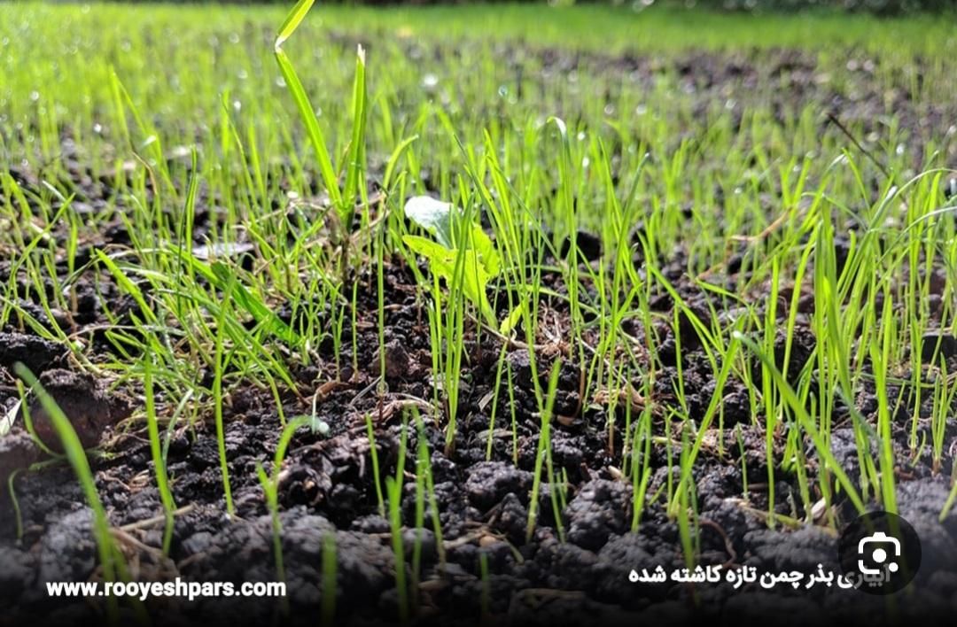 کشت گل و گیاه  و چمن و نگهداری|خدمات باغبانی و درختکاری|اصفهان, خلیل آباد|دیوار
