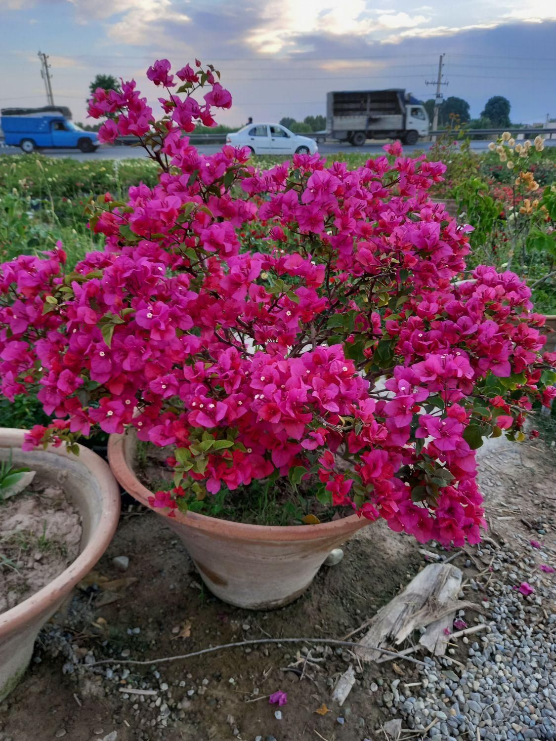 باغبانی و ایجاد فضای سبز|خدمات باغبانی و درختکاری|ورامین, |دیوار