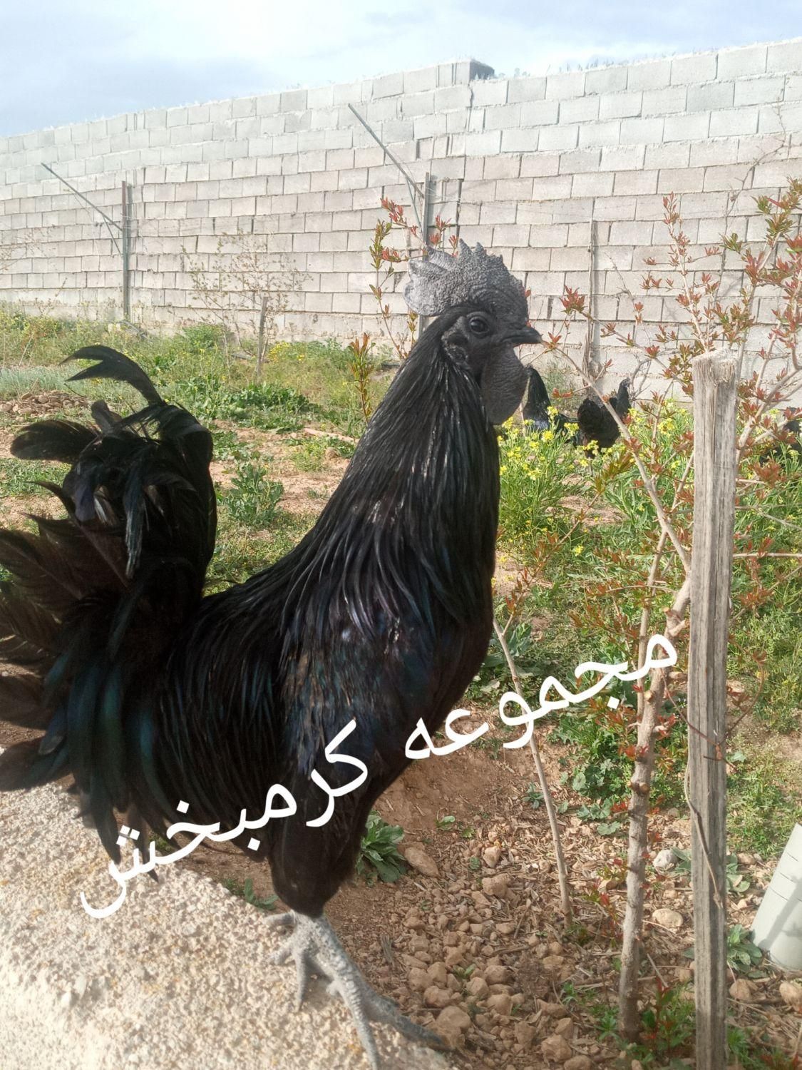 مولد ایام سمانی اندونزی یک خروس چهار مرغ وتخم نطفه|حیوانات مزرعه|شیراز, حافظیه|دیوار