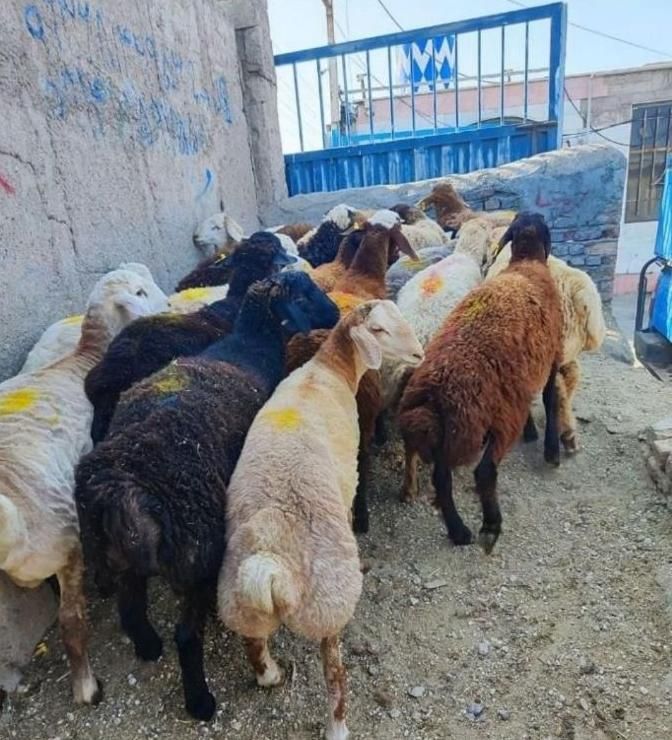 باغستان گلشهر بهشتی عظیمیه آزادگان گوسفند زنده|حیوانات مزرعه|کرج, حصارک بالا|دیوار