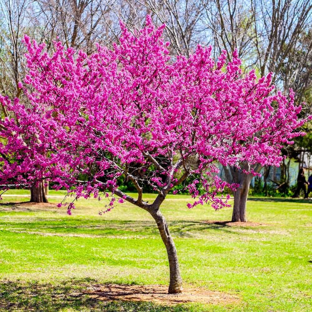 نهال ارغوان|گل و گیاه طبیعی|اصفهان, ارداجی|دیوار