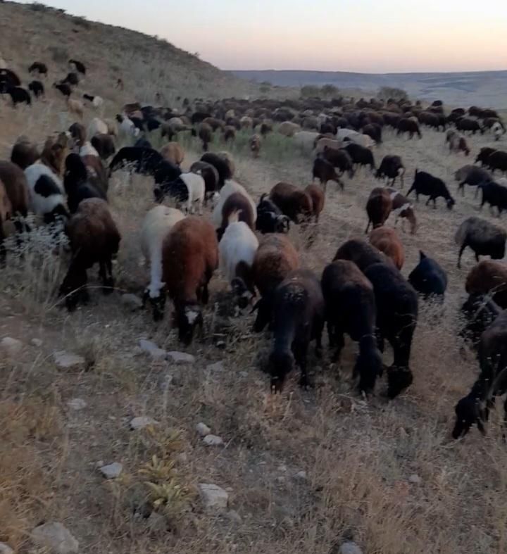 گوسفند زنده درتهران ۱۰۰٪ گوشتی|حیوانات مزرعه|تهران, چیتگر جنوبی|دیوار