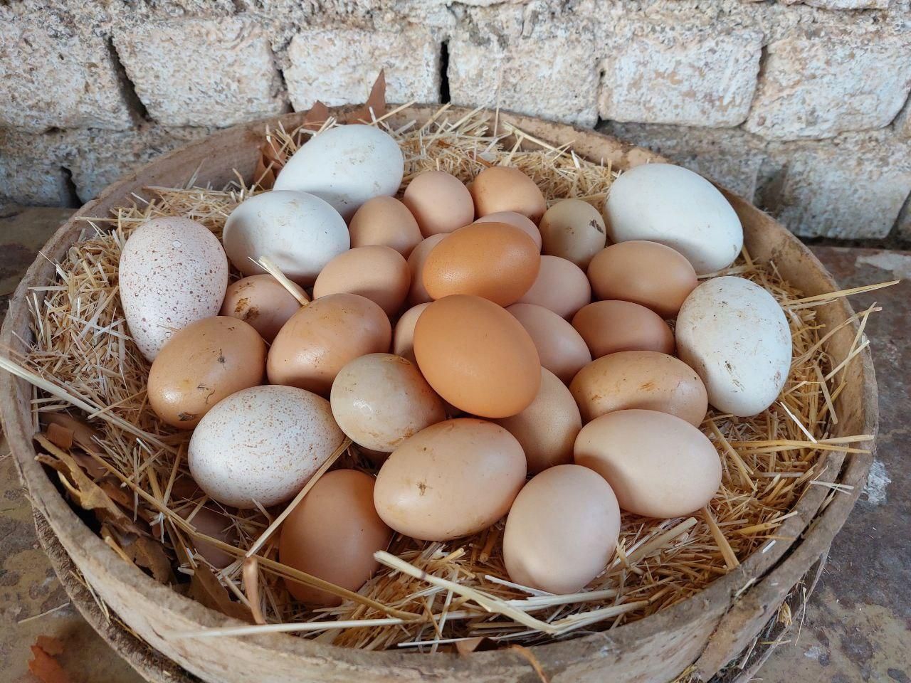تخم مرغ محلی و تخم مرغ شاخدار|خوردنی و آشامیدنی|شاهرود, |دیوار
