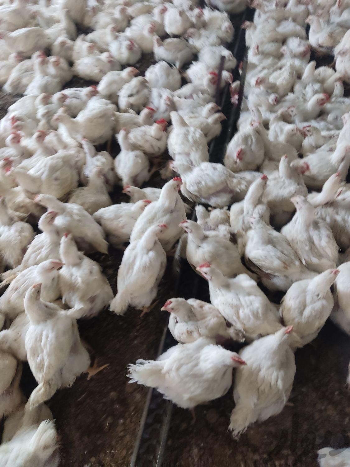 پخش عمده مرغ گوشتی با|حیوانات مزرعه|هرسین, |دیوار