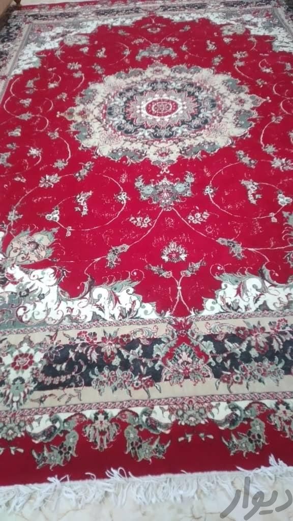 فرش قرمز|فرش|رامسر, |دیوار
