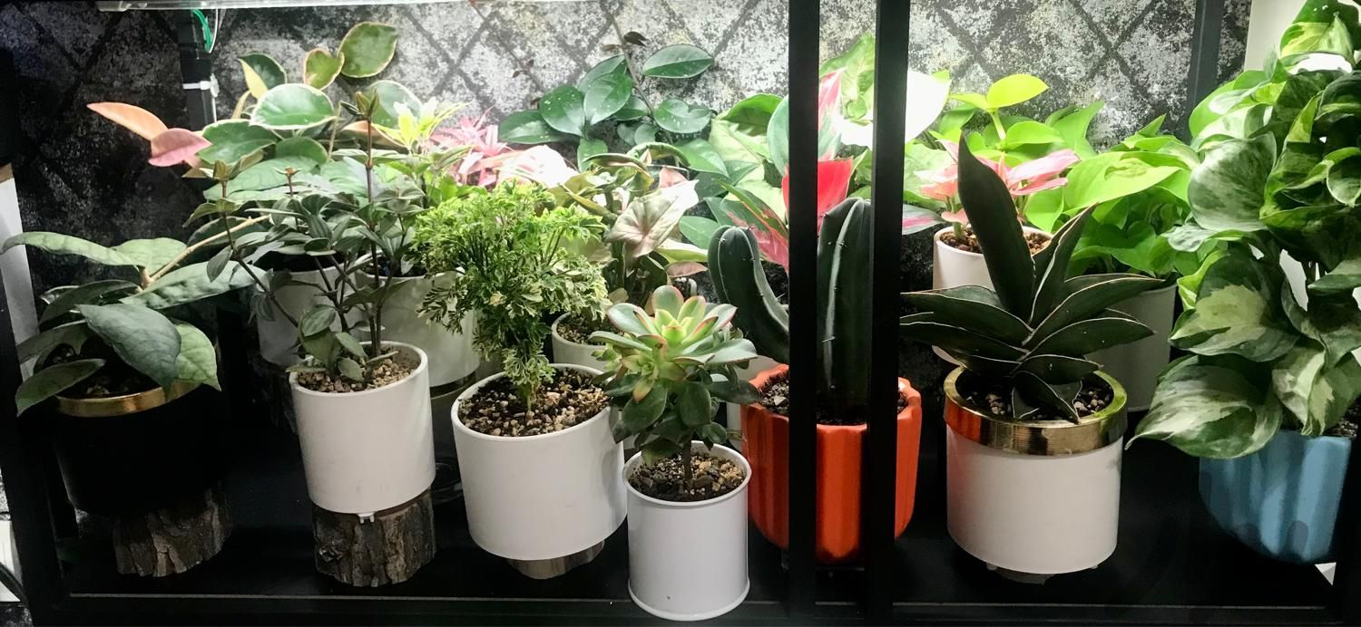 گیاه آپارتمانی زیبا شاداب هویا آگلونما زامو|گل و گیاه طبیعی|تهران, قیطریه|دیوار