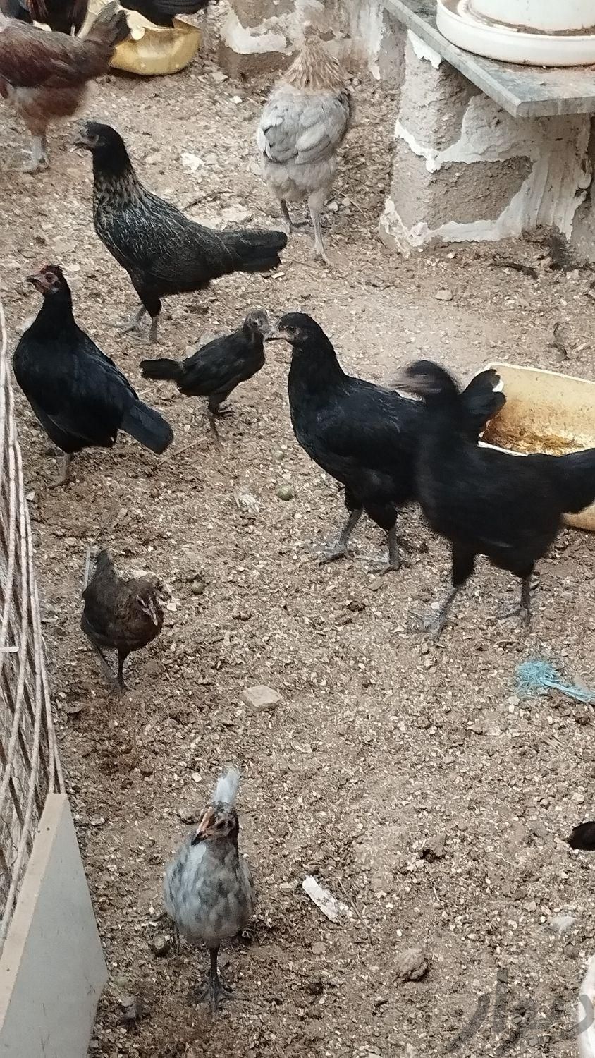 مرغ شهری پا سیاه|حیوانات مزرعه|درگهان, |دیوار