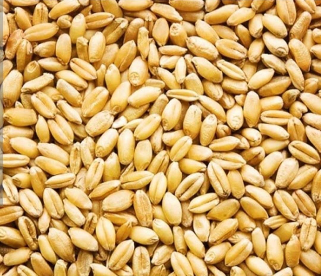 خرید و فروش گندم در تمام شهر ها روستا استان درمحل|خدمات باغبانی و درختکاری|خرم‌آباد, |دیوار