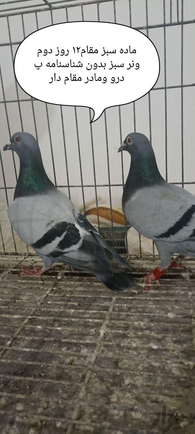 فروش کبوترهای مسافتی بازرگان|پرنده|سوسنگرد, |دیوار