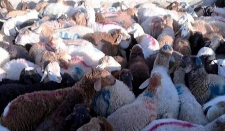پر گوشت کم دنبه کم چرب گوسفند‌زنده سید‌علی|حیوانات مزرعه|قم, میرزائیه|دیوار