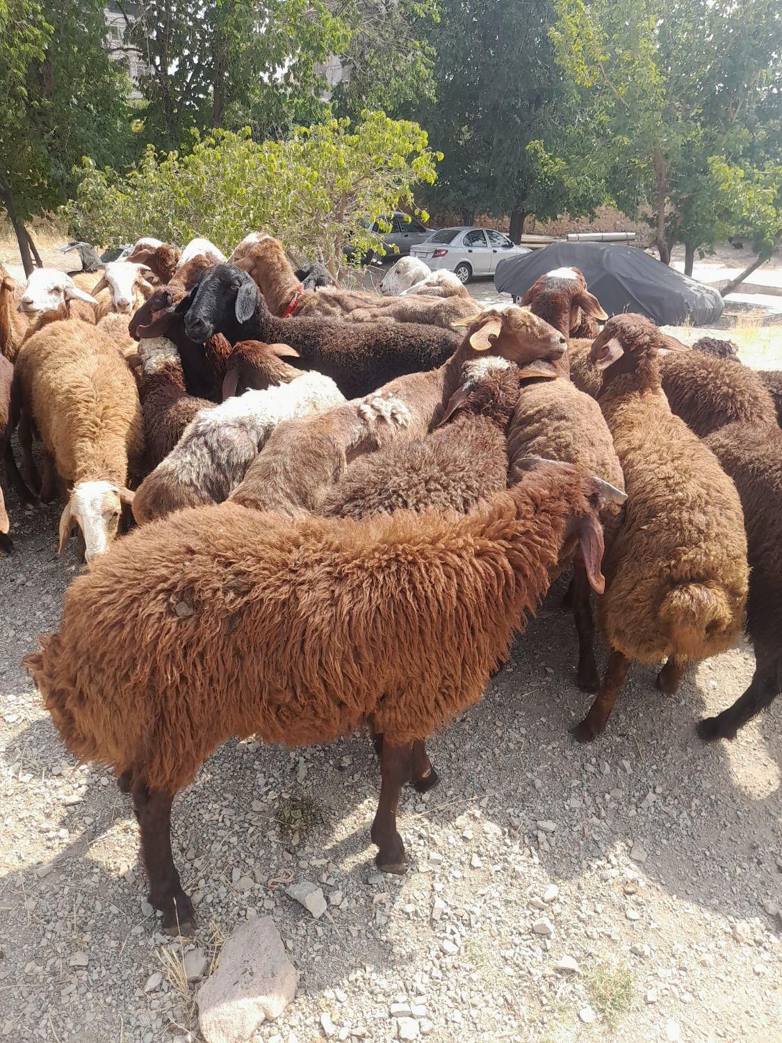 اصل مغان و افشار کم دنبه چربی و گوسفند کم شکم زنده|حیوانات مزرعه|تهران, سعادت‌آباد|دیوار