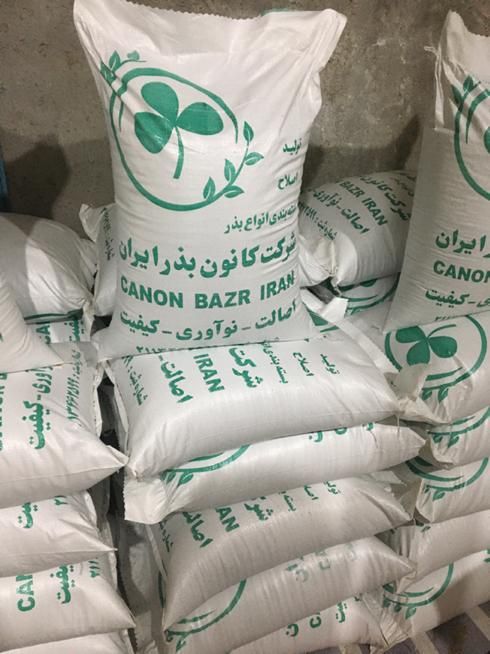 بذر قره یونجه اصلاح شده|عمده‌فروشی|میاندوآب, |دیوار