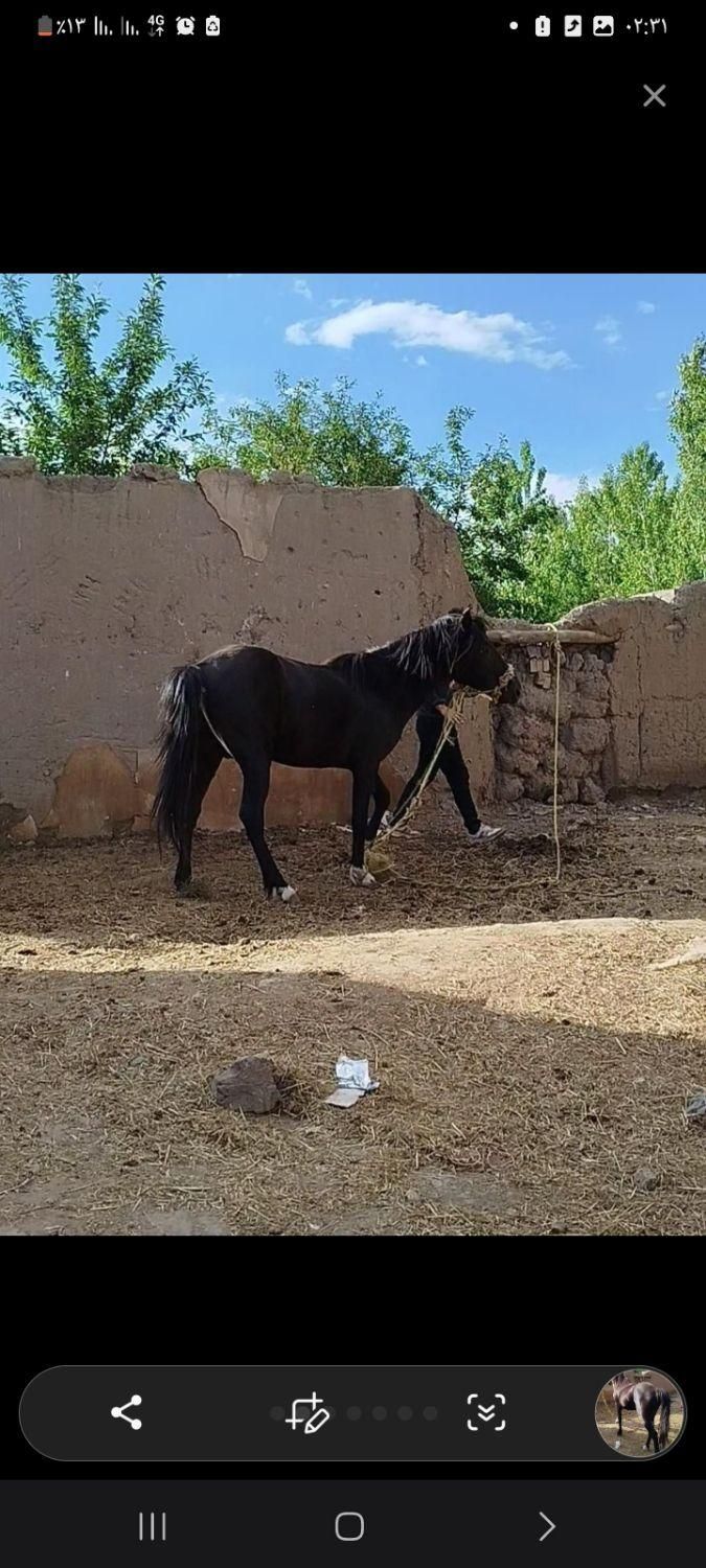 سلام دوستان این اسب گم شده|حیوانات|خوی, |دیوار