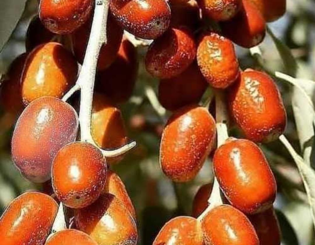 نهال های سنجد حاج حسینی گلدانی آماده کاشت|خدمات باغبانی و درختکاری|اصفهان, زاجان|دیوار