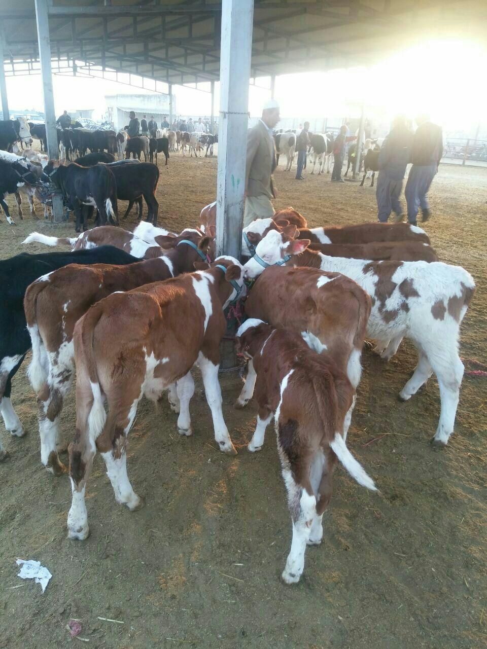 مرکز فروش و پخش گوساله سیمینتال استان گلستان|حیوانات مزرعه|خمینیشهر, |دیوار