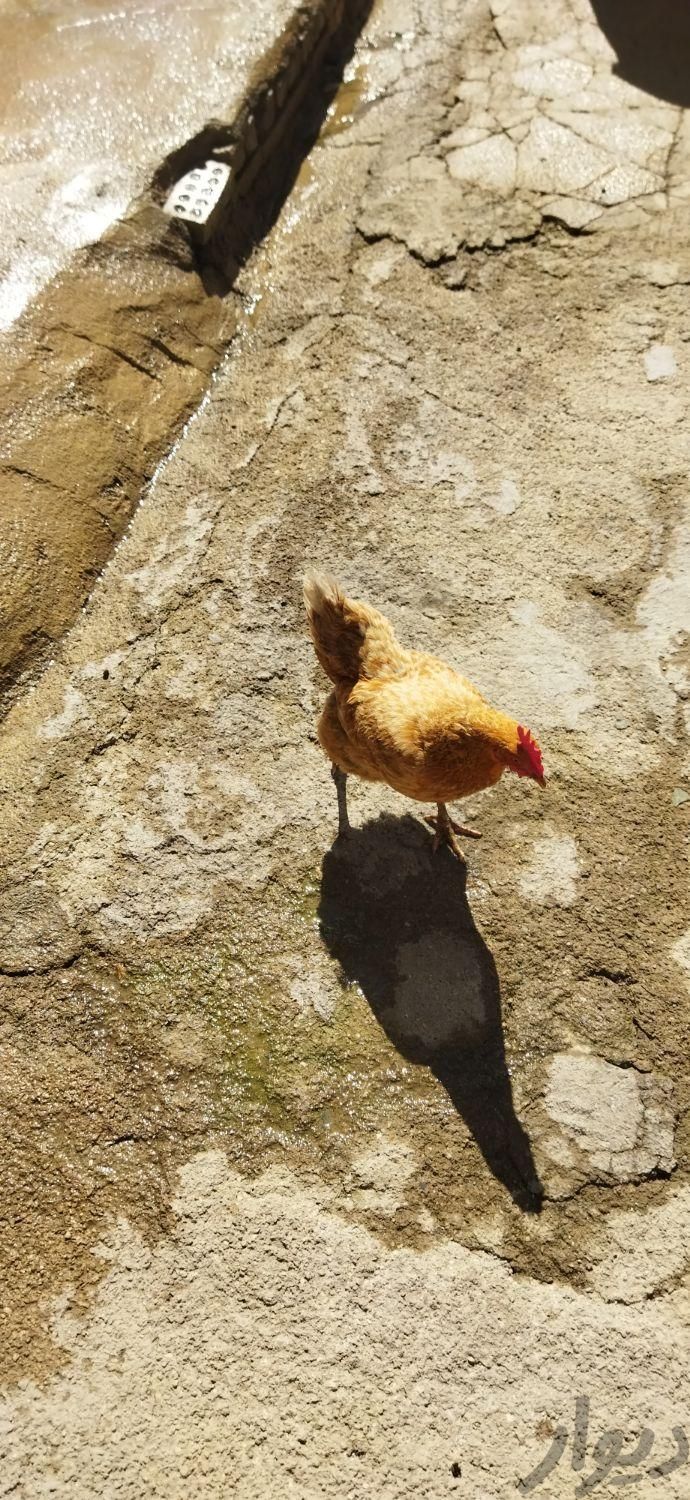 مرغ محلی|حیوانات مزرعه|اسدآباد, |دیوار