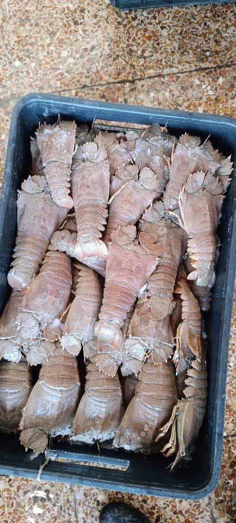 جذب سرمایگذار برای خریدفروش ماهی و صادرات|استخدام مالی، حسابداری، حقوقی|میناب, |دیوار