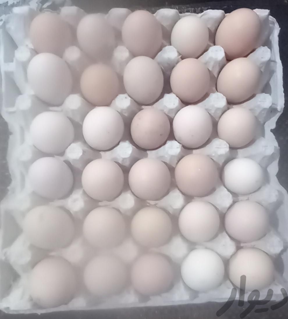 تخم مرغ گلپایگانی نطفه دار|حیوانات مزرعه|لولمان, |دیوار
