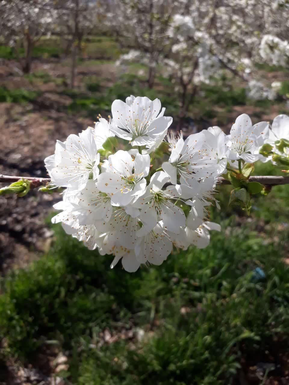 باغ زمین کشاورزی 460متری پل زمانخان|فروش دفتر صنعتی، کشاورزی، تجاری|شهرکرد, |دیوار