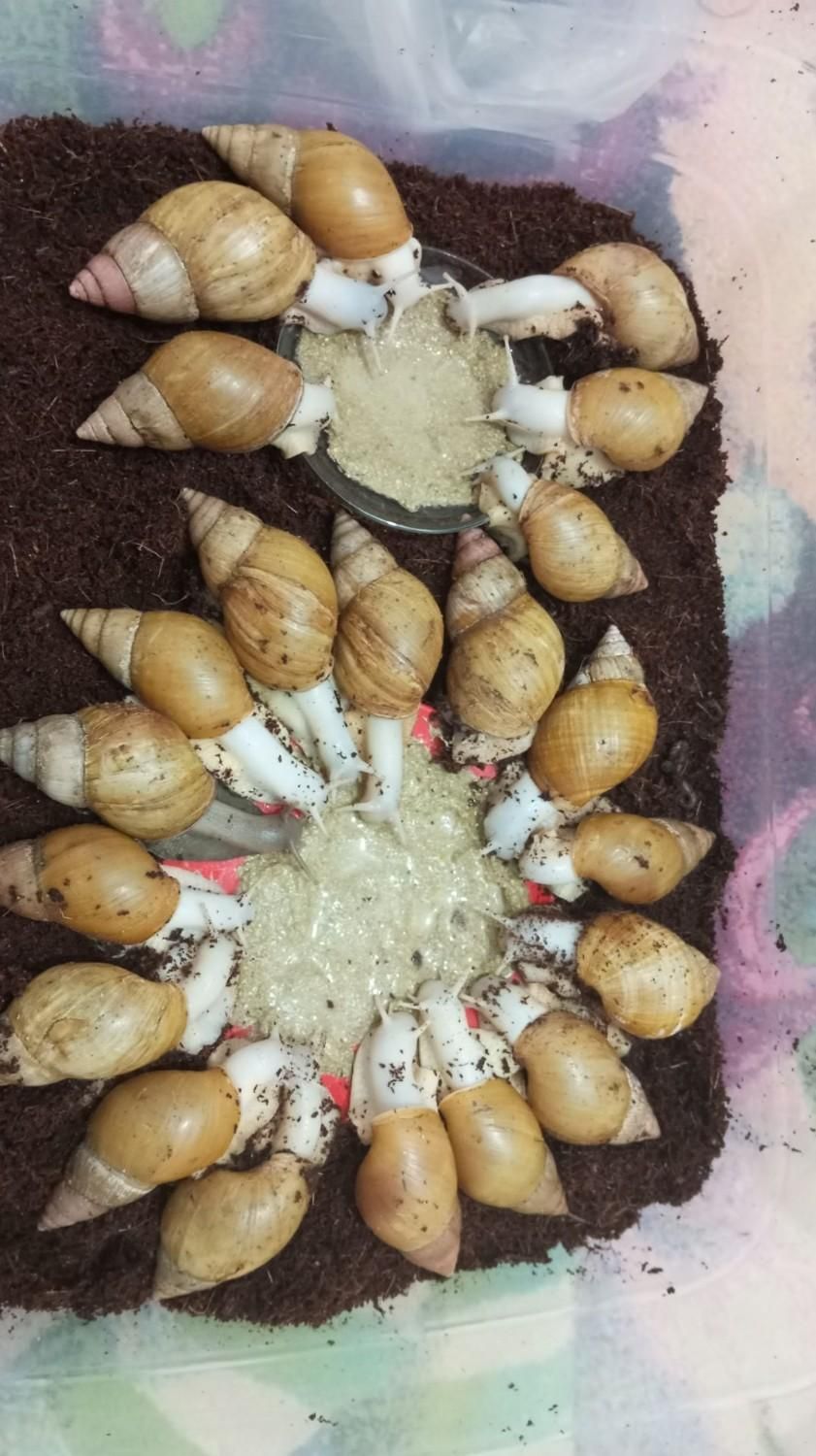 بدون وقت کار در منزل شغل کاردرمنزل تکثیر حلزون|استخدام صنعتی، فنی، مهندسی|تبریز, |دیوار
