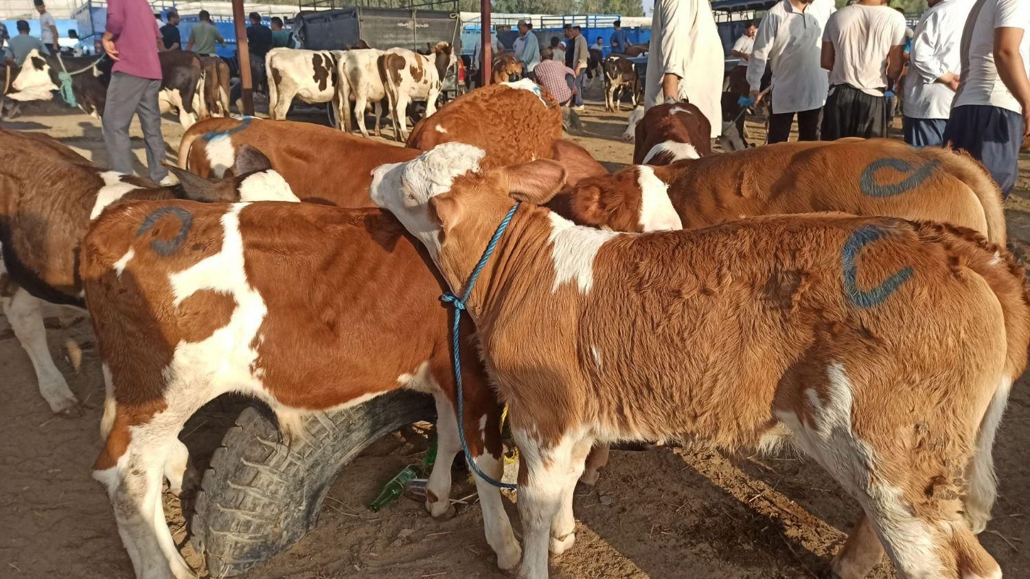 گوساله سیمینتال پای پروار|حیوانات مزرعه|اصفهان, احمدآباد|دیوار