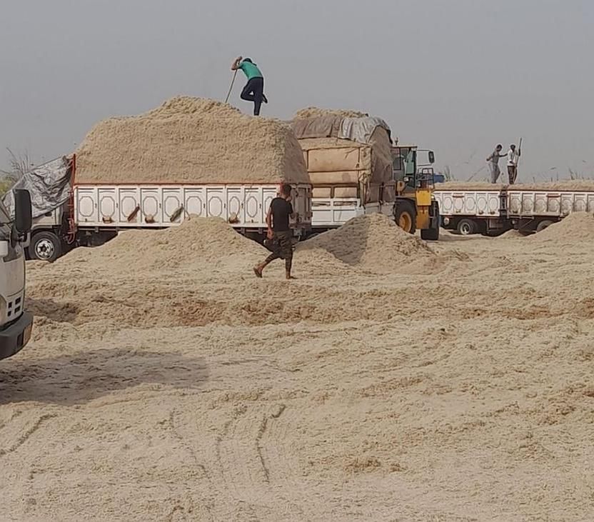 باگاس نیشکر کاه نیشکر جایگزین کاه گندم،. بصرفه|حیوانات مزرعه|اصفهان, آزادگان|دیوار