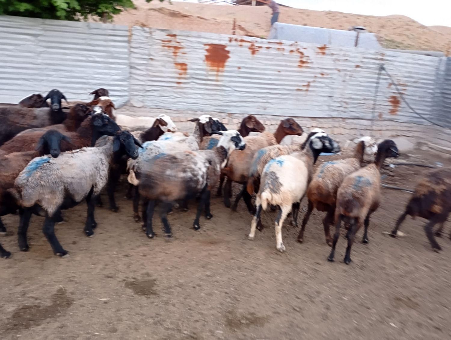 ماده گوشتی جهت قربانی|حیوانات مزرعه|قزوین, |دیوار