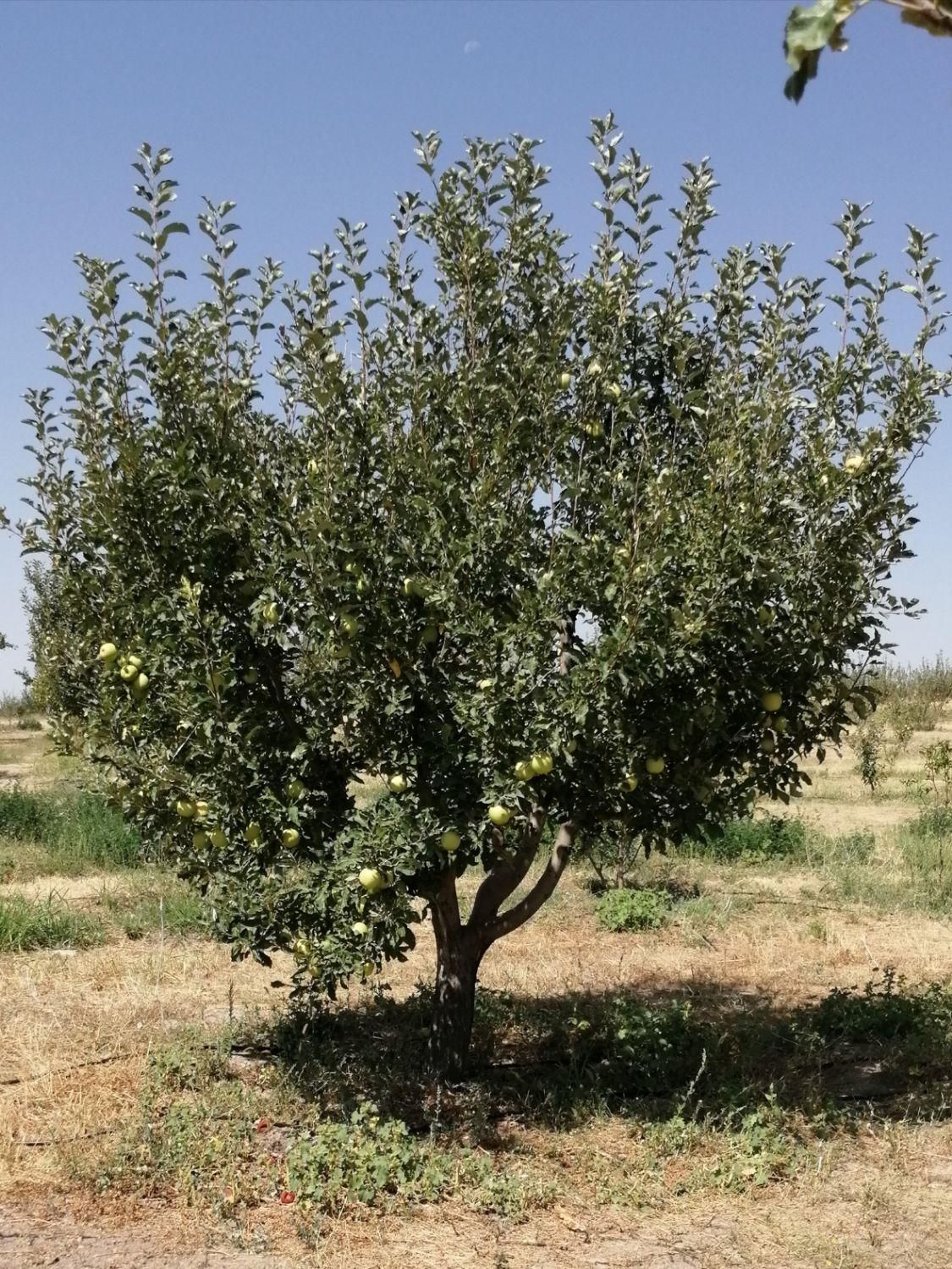 باغ 1804متر در ایشلق با انواع درختان و آب چاه عمیق|فروش دفتر صنعتی، کشاورزی، تجاری|میانه, |دیوار
