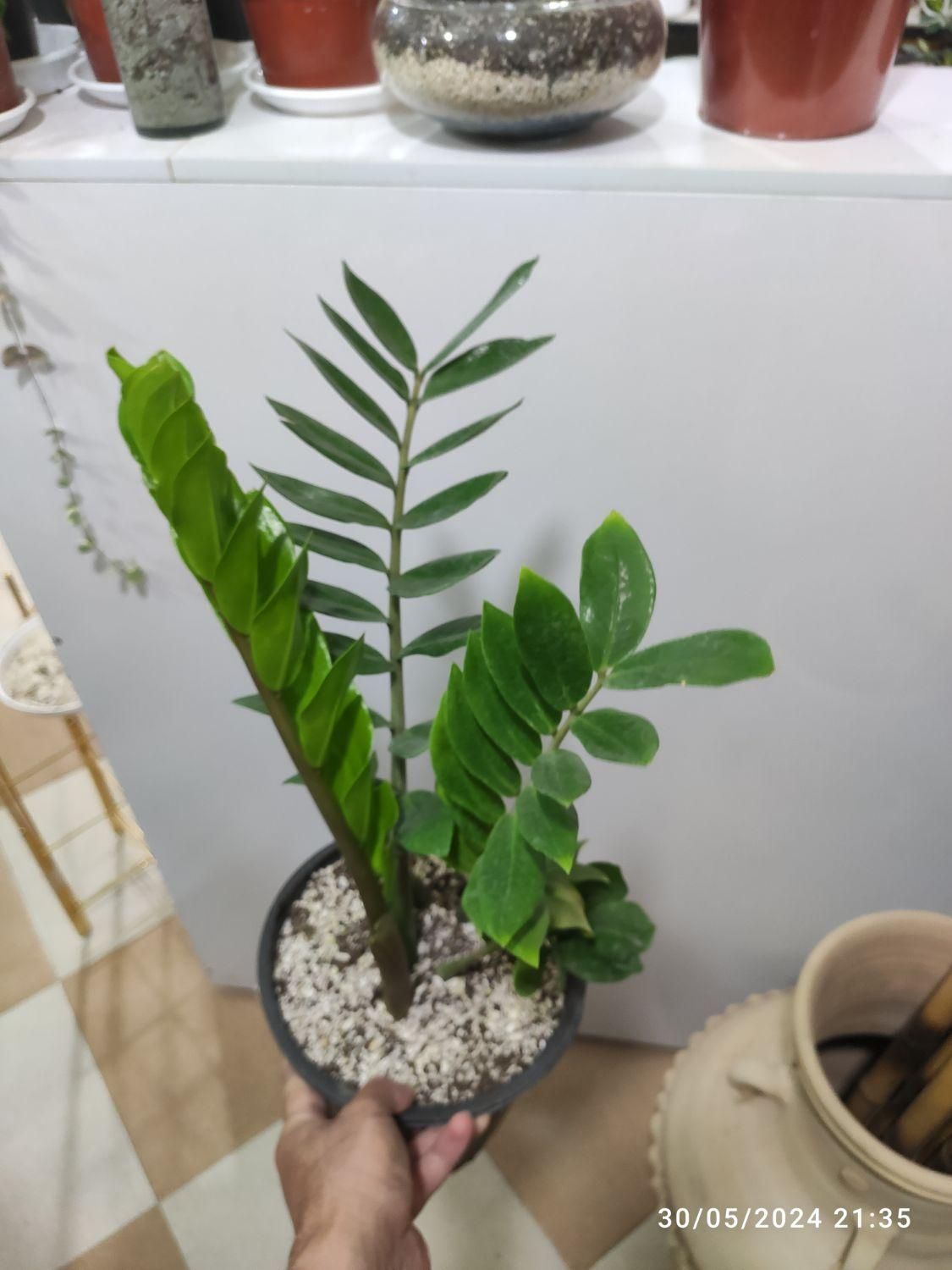 زاموفیلیا|گل و گیاه طبیعی|کرمان, |دیوار