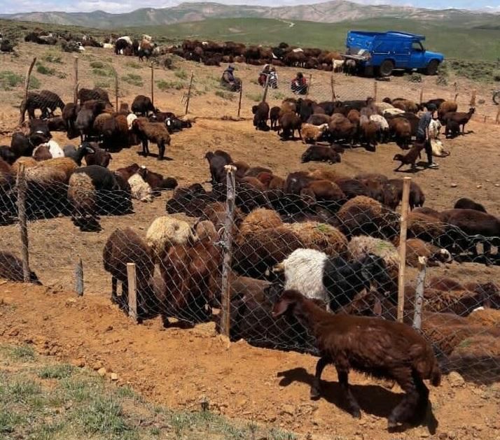 فروش گوسفند زنده عرضه ازکشتارگاه شبانروز|حیوانات مزرعه|تهران, زعفرانیه|دیوار